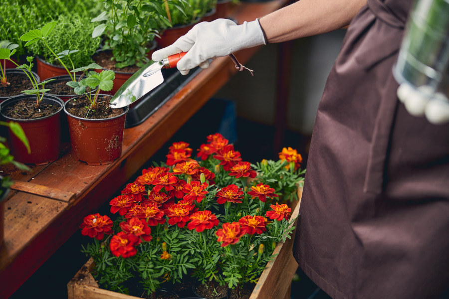Frau in Schürze topft kleine Blumen ein